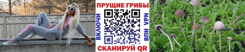 Купить где  Серафимович  Галлюциногенные грибы Psilocybe 